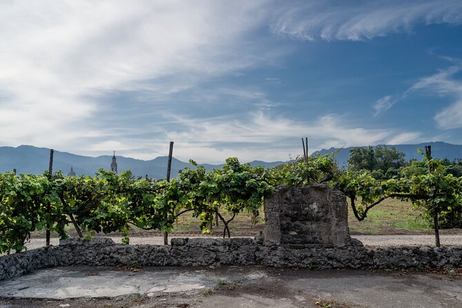 Private Pompeii Wine Tasting With Lunch - Host Responses to Guest Reviews