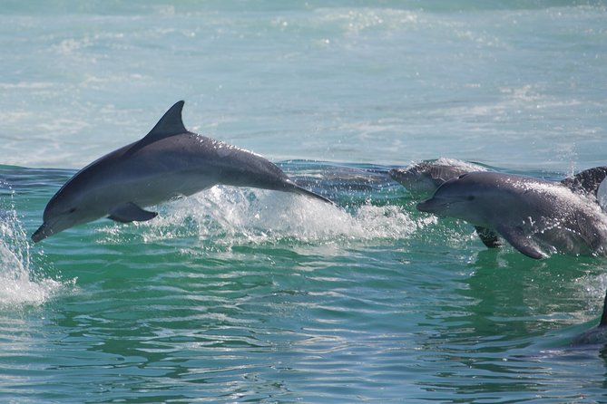 Private Port Stephens Day Trip From Sydney Incl Dolphin Cruise - Traveler Reviews