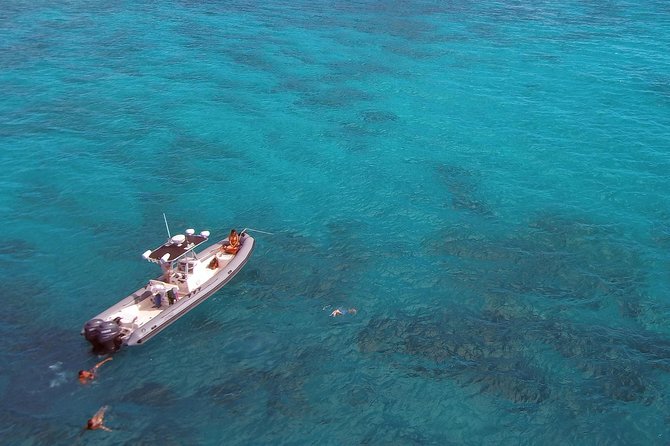 Private Snorkeling and Wildlife on The Adventure Boat - Wildlife Sightings