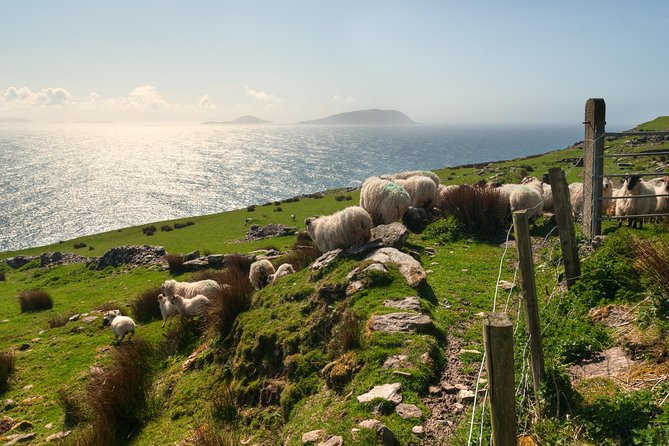 Private Tour: Dingle Peninsula From Killarney - Customer Reviews and Ratings