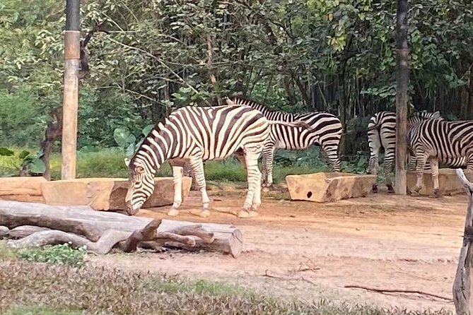 Private Tour to Chimelong Safari Park Zoo and Circus in Guangzhou - Common questions
