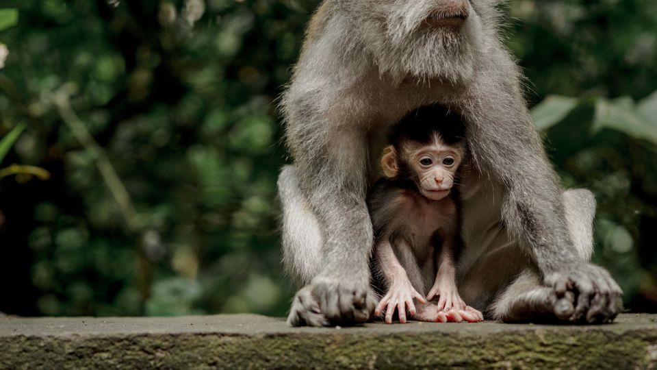 Private Tour, Ubud Monkey Forest Tour - Booking Information