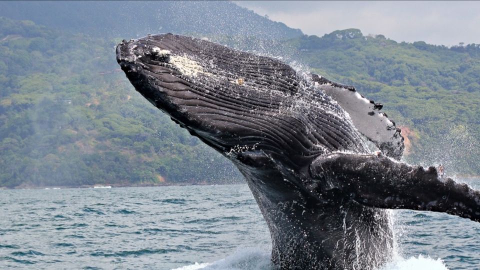 Private Whale Watching Samana Bay - Snacks and Drinks Onboard