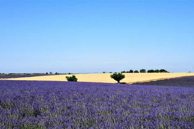 Provence Lavender Fields Tour From Aix-En-Provence - Varied Experiences