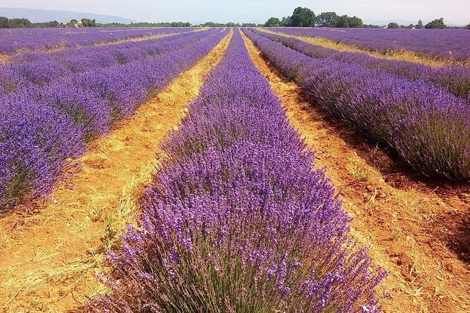 Provence Lavender Full Day Tour From Avignon - Common questions