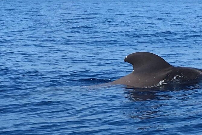 Puerto Colon to Los Gigantes Whale and Dolphin Sea Safari  - Tenerife - Booking and Cancellation Policy
