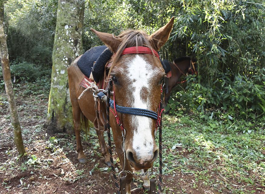Puerto Iguazu: Jungle Horseback Ride With Guaraní Community - Location and Focus