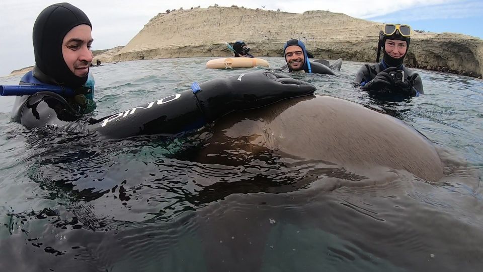 Puerto Madryn: 3-Hour Snorkeling Trip With Sea Lions - Review Summary and Ratings