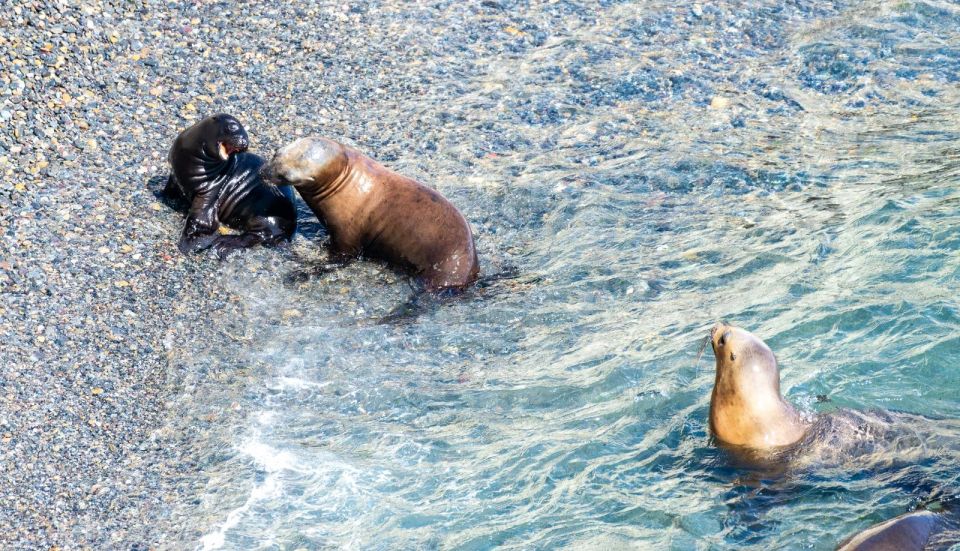 Puerto Madryn: Punta Loma Excursion for Cruise Passengers - Wildlife Encounter