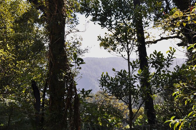 Puketi Rainforest Guided Walks .This Is Not a Shore Excursion Product . - Directions