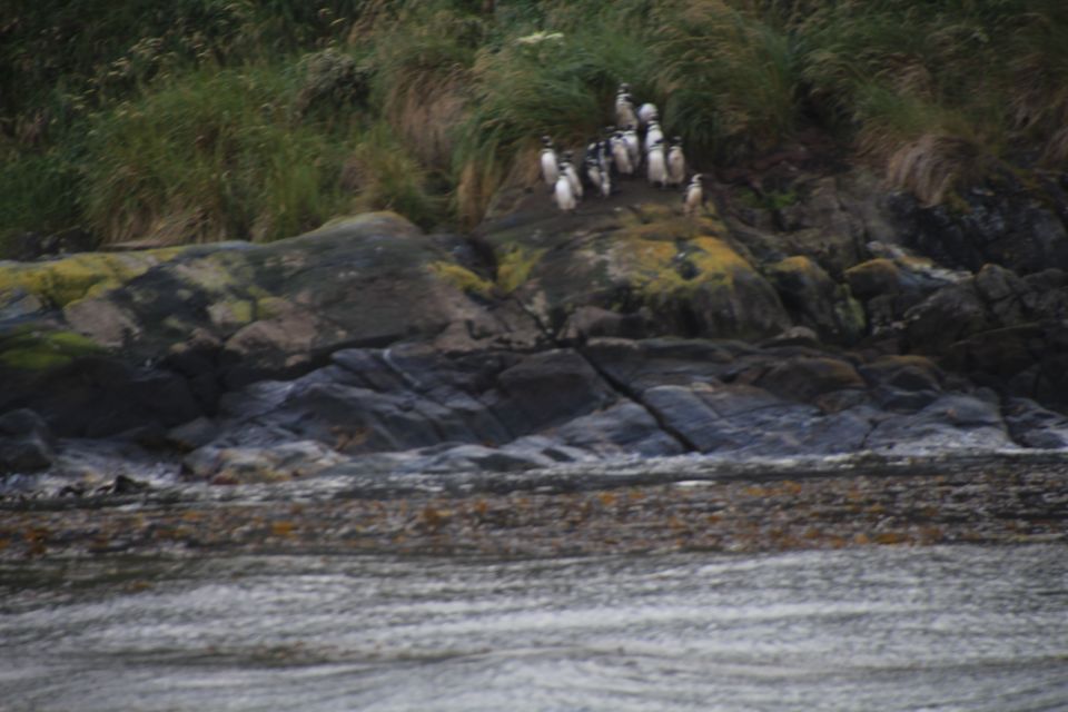 Punta Arenas: Full-Day Whales, Penguins, and Glaciers Tour - Additional Information