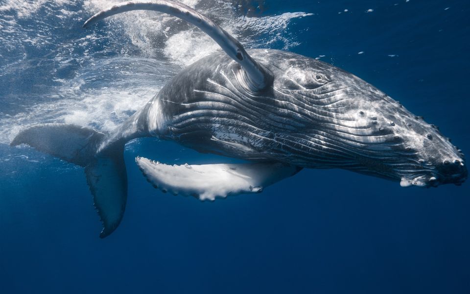 Punta Cana: Samana Whale Watching Cruise - Location Details