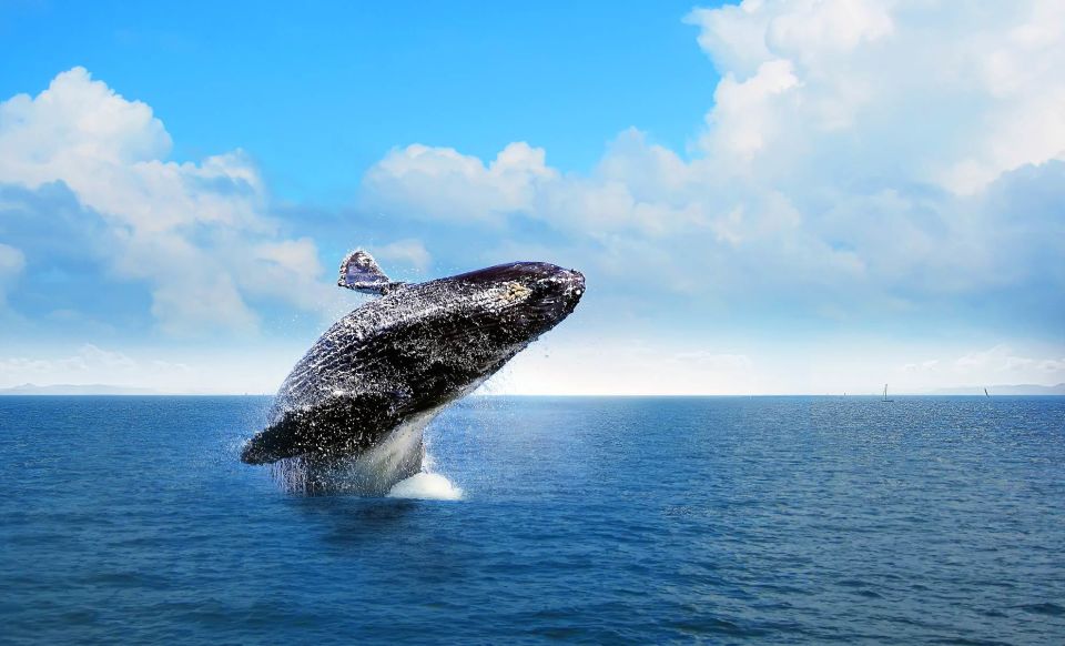 Punta Cana: Whale Watching Sanctuary Experience - Pickup Locations