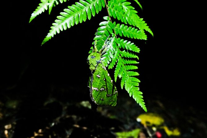 Rainforest Night Walk in Surfers Paradise (Mar ) - Cancellation Policy Details