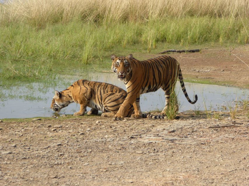 Ranthambore National Park - Reviews and Ratings