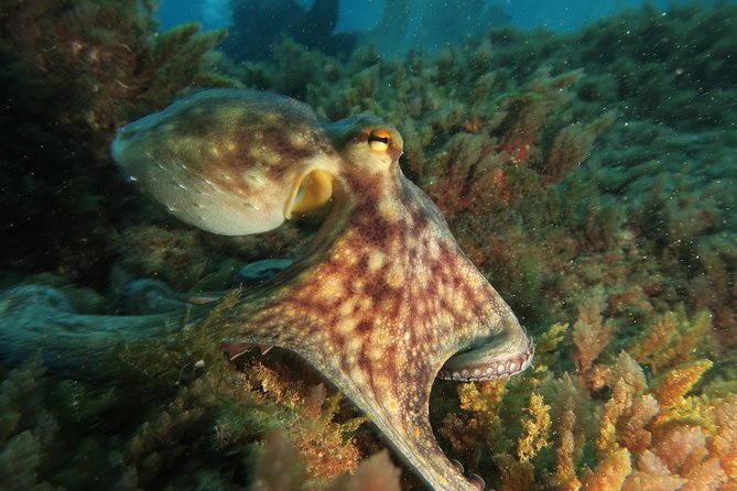 RECREATIONAL DIVE (Certified DIVErs Only) : Explore Canarian Sealife - Last Words