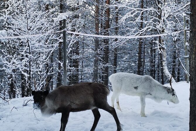 REINDEER FEEDING - Join Us for a Unique Moment With Our REINDEER - Last Words