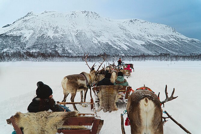 Reindeer Sledding and Feeding With Sami Culture in Tromso. - Background