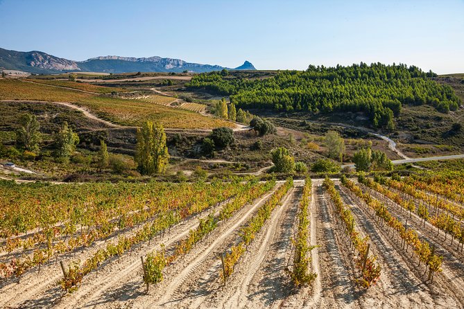 Rioja Wine Tour: 2 Wineries Visit With Tasting From San Sebastian - Common questions