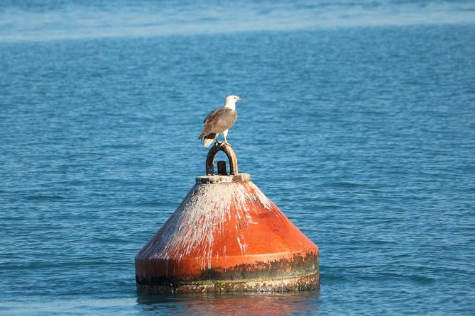 Roebuck Bay Snubfin Dolphin Cruise - Marine Biologist Insights