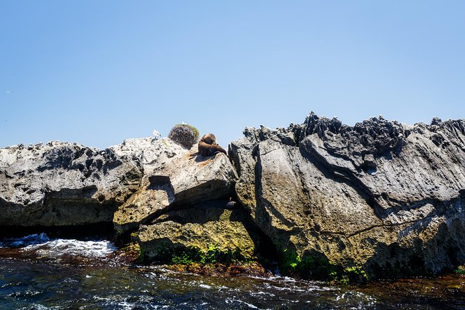 Rottnest Island From Perth or Fremantle With Wildlife Cruise (Mar ) - Tour Inclusions