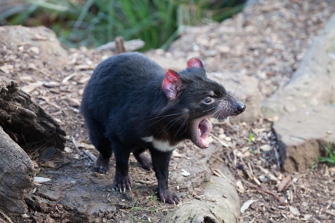Russell Falls, Mt. Wellington & Tassie Devils Active Day Tour From Hobart - Tour Inclusions