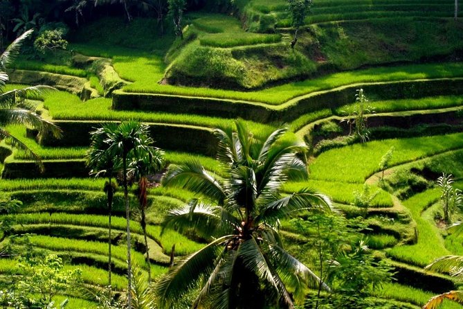 Sacred Monkey Forest Sanctuary - Rice Terrace - Waterfall -Temple - Last Words