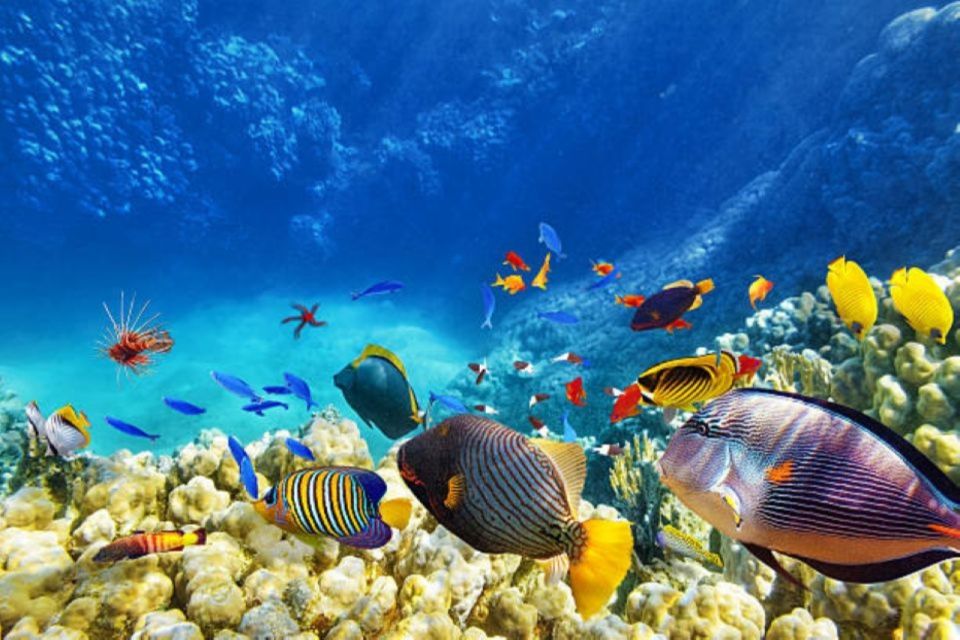 Sahl Hasheesh: Snorkeling Cruise Tour With Lunch and Drinks - Additional Information and Assistance