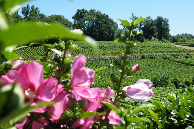 Saint Emilion Wine Tour Half Day - Viator Insights