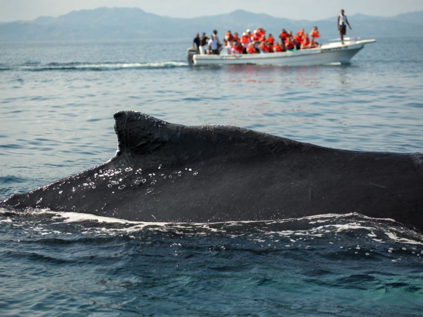 Samaná: Whale Watch, Cayo Levantado & Limón Waterfall Tour - Seasonal Activity
