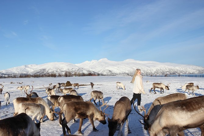 Sami Culture and Short Reindeer Sledding From Tromso - Experience Insights