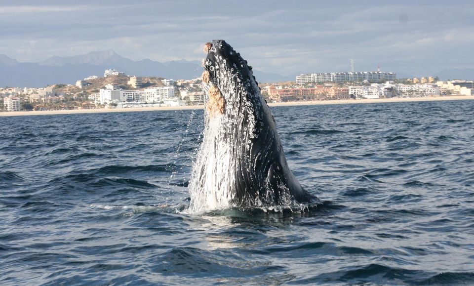 San Jose Del Cabo Private Whale Watching - Inclusions and Important Information