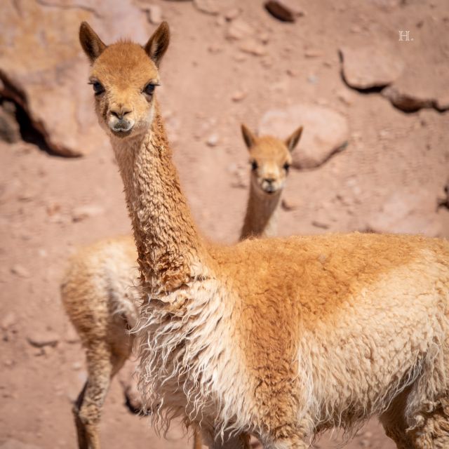 San Pedro De Atacama: Wildlife Safari and Photography Tour - Last Words