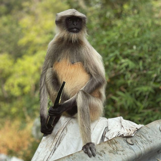 Sanjay Gandhi National Park Kenheri Caves Lion Safari - Safety Measures and Comfort Tips