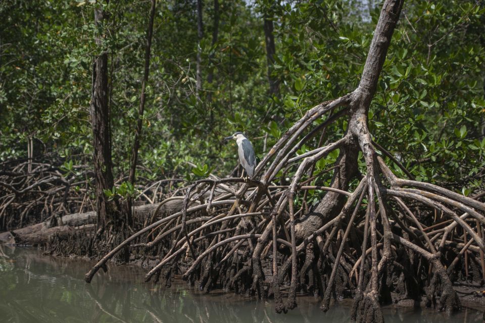 Santo Domingo: Los Haitises Guided Hike and Kayaking - Geological and Historical Insights