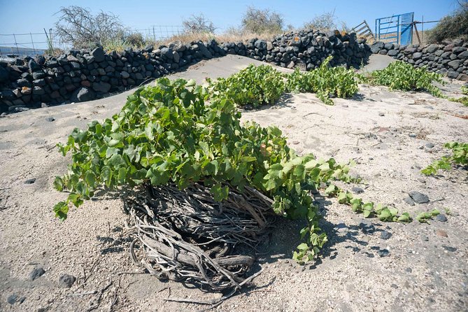 Santorini Archaeology and Wine Small-Group Tour With Tastings - Booking Information