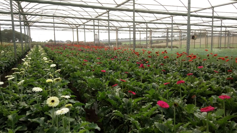 São Paulo: Holambra Colorful Flower Farm Guided Day Trip - Overall Experience