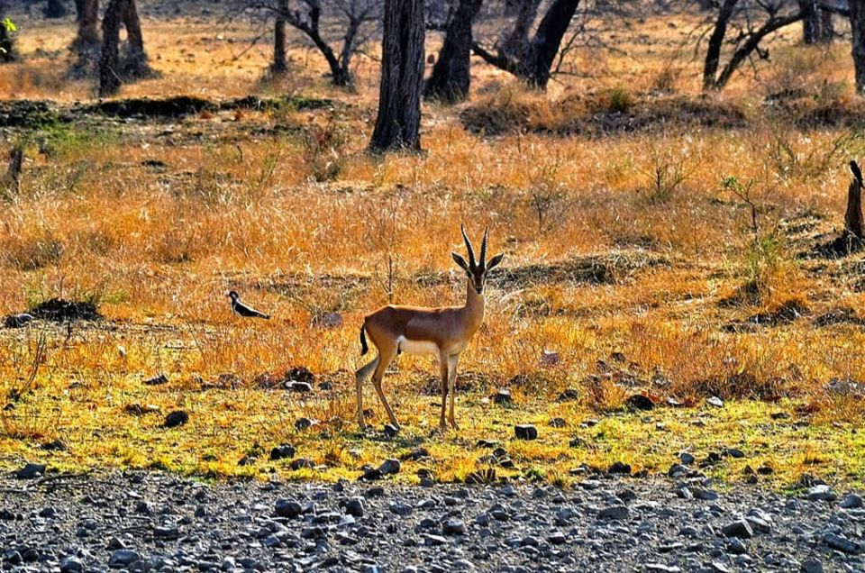 Sawai Madhopur: Ranthambore Guided Safari Trip - Common questions