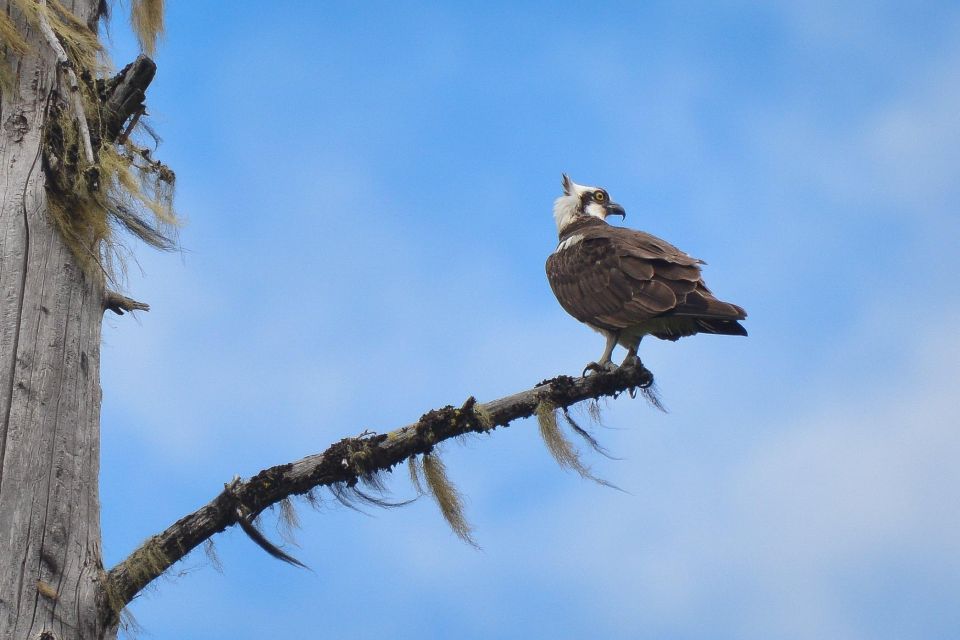 Seattle: Whidbey Island Deception Pass Winter Birding Trip - Background