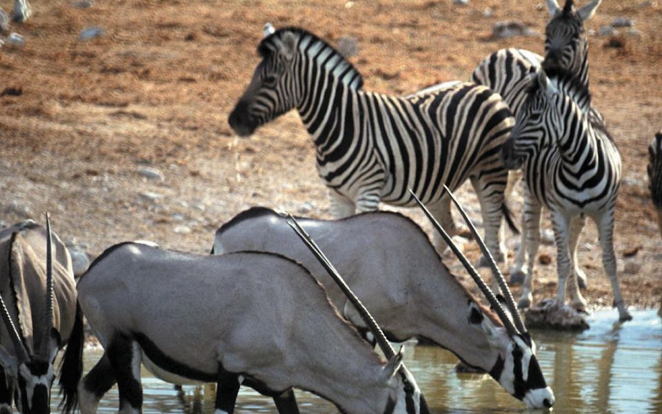 Self Drive Aquila Safari Reserve Early Morning Game Drive - Inclusions