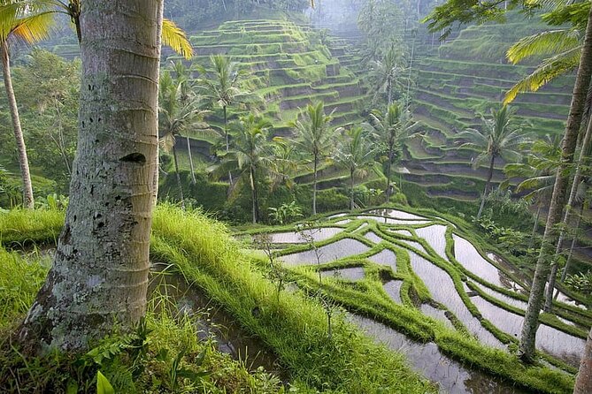 Selogriyo Temple and Trekking Java Rice Terraces, Hidden Waterfall -Nature Java - Visuals and Photography