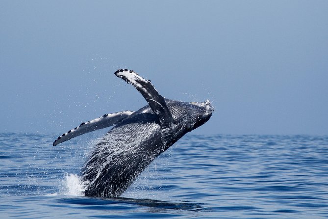 Shared Two-Hour Whale Watching Tour From Oceanside - Inclusions and Amenities Offered