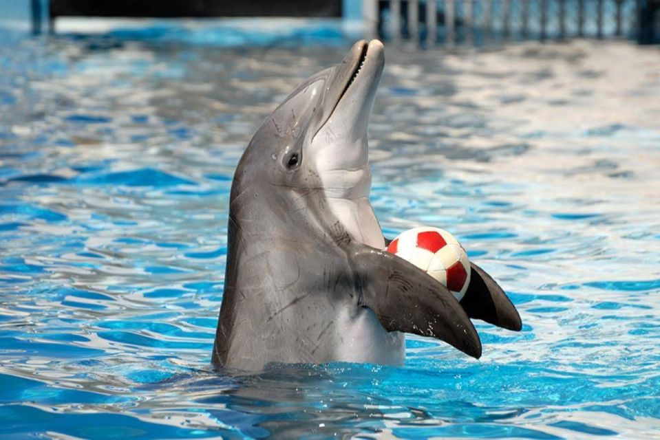 Sharm El-Sheikh: Dolphin Show & Optional Swimming W/Dolphins - Pickup and Accessibility Information