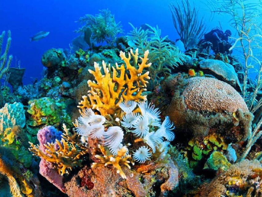 Sharm El Sheikh: Private Speedboat Afternoon Snorkeling Tour - Additional Information and Tips