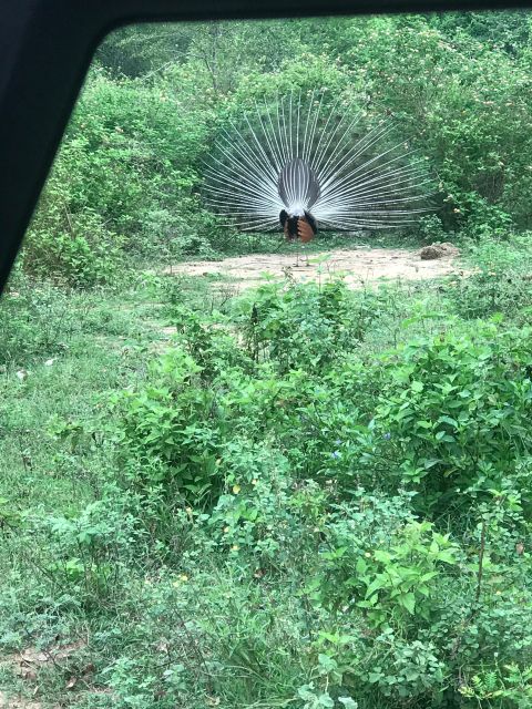 She Is Going on a Udawalawe Safari - Additional Information