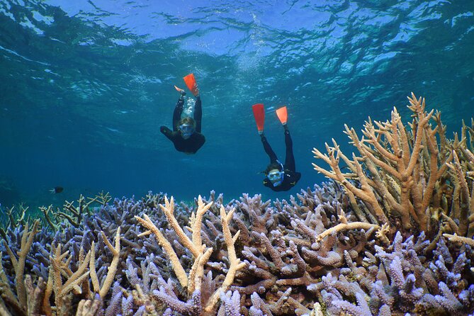 Silversonic Outer Great Barrier Reef Dive and Snorkel Cruise From Port Douglas - Route Overview