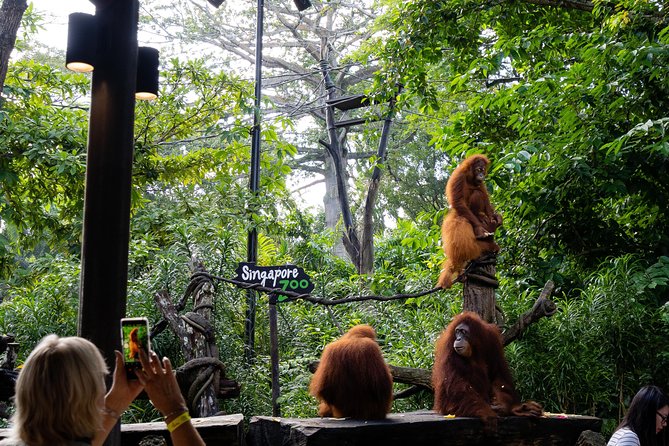 Singapore Zoo With Transfer, Breakfast With Orangutans Option - Logistics and Accessibility