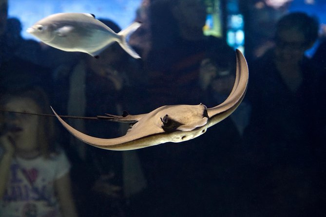 Skip the Line: Barcelona Aquarium Ticket - Common questions