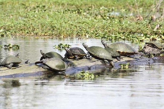 Small-Group Airboat Swamp Tour With Downtown New Orleans Pickup - Booking Information