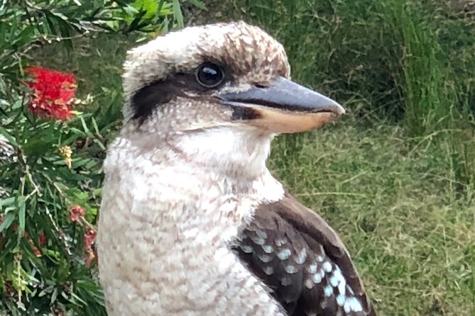 Small-Group Birdwatching Tour, Sydney's Northern Beaches  - New South Wales - Booking Details